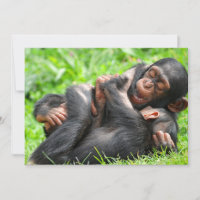 Cutest Baby Animals | Two Young Chimpanzees