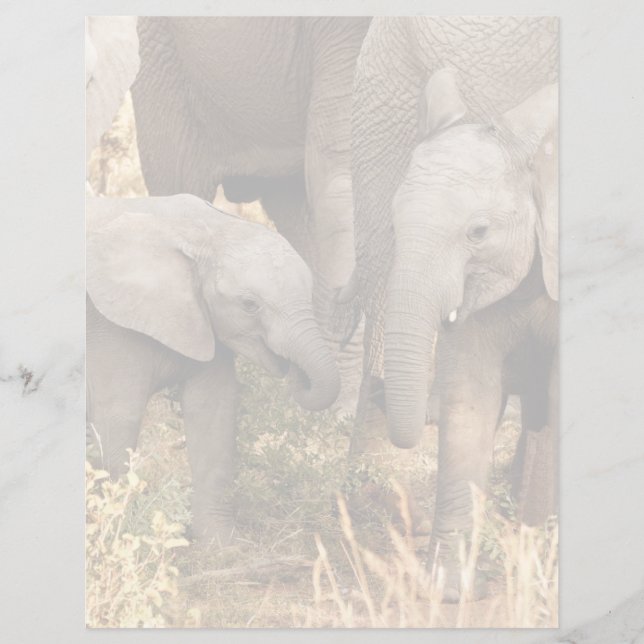 Cutest Baby Animals | Two Young Elephants (Front)