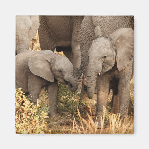 Cutest Baby Animals Two Young Elephants Magnet