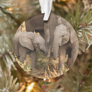 Cutest Baby Animals   Two Young Elephants Ornament