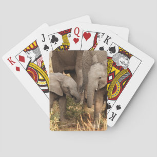 Cutest Baby Animals Two Young Elephants Playing Cards