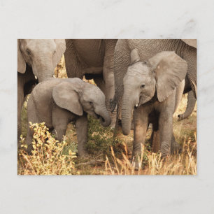 Cutest Baby Animals   Two Young Elephants Postcard