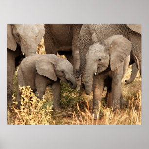 Cutest Baby Animals   Two Young Elephants Poster