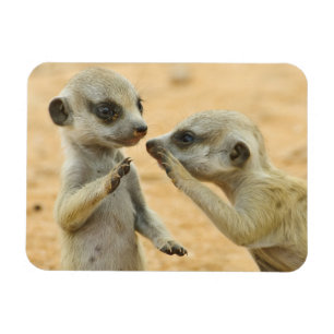 Cutest Baby Animals   Two Young Meerkats Magnet