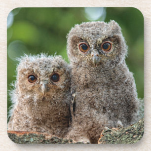 Cutest Baby Animals Two Young Owls Coaster