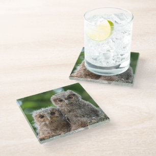 Cutest Baby Animals Two Young Owls Glass Coaster