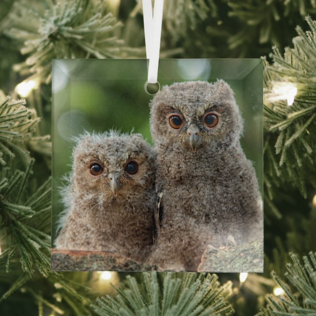 Cutest Baby Animals | Two Young Owls Glass Tree Decoration (Insitu)