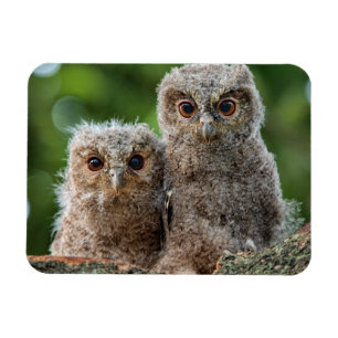 Cutest Baby Animals Two Young Owls Magnet