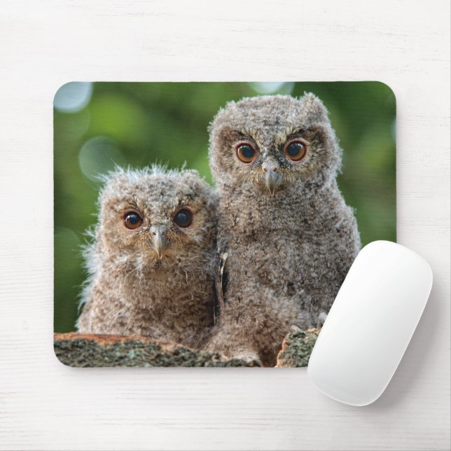 Cutest Baby Animals | Two Young Owls Mouse Pad (With Mouse)