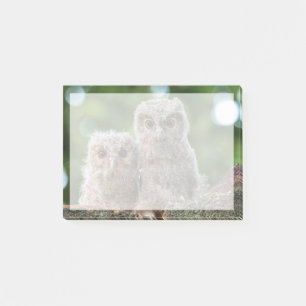 Cutest Baby Animals   Two Young Owls Post-it Notes