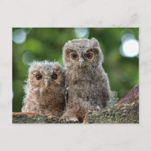 Cutest Baby Animals Two Young Owls Postcard
