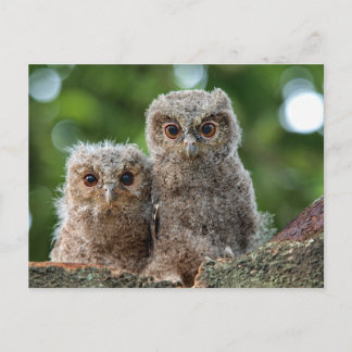 Cutest Baby Animals | Two Young Owls Postcard