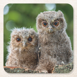 Cutest Baby Animals   Two Young Owls Square Paper Coaster