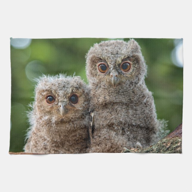 Cutest Baby Animals | Two Young Owls Tea Towel (Horizontal)