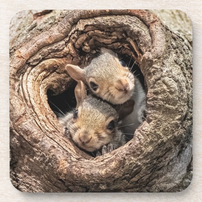 Cutest Baby Animals | Two Young Squirrels Coaster (Front)