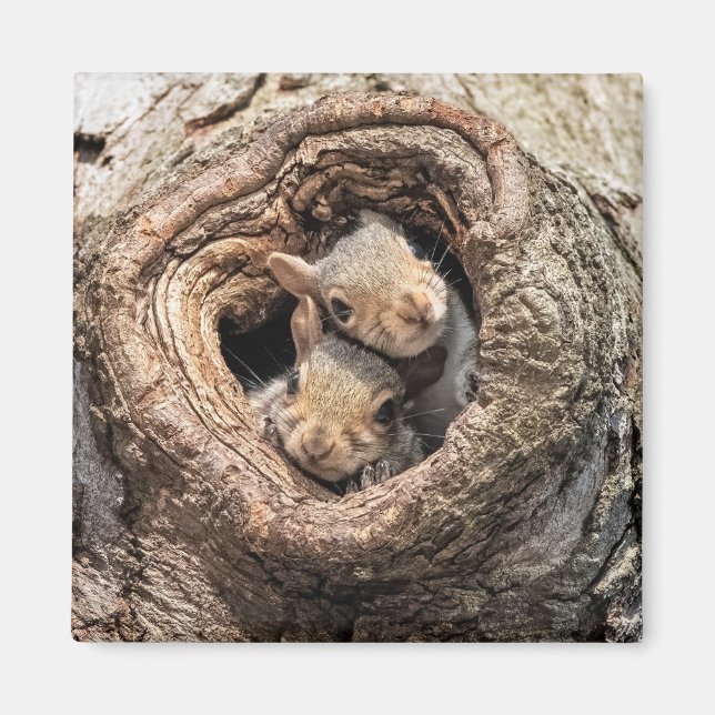 Cutest Baby Animals | Two Young Squirrels Magnet (Front)