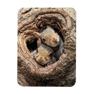Cutest Baby Animals   Two Young Squirrels Magnet