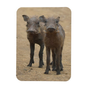 Cutest Baby Animals   Two Young Warthogs Magnet