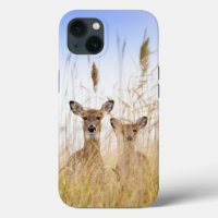 Cutest Baby Animals | Two Young White Tailed Deer