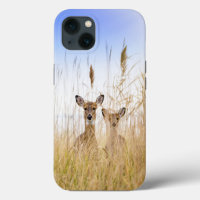 Cutest Baby Animals | Two Young White Tailed Deer