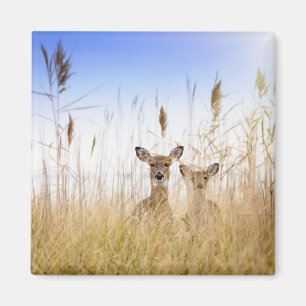 Cutest Baby Animals   Two Young White Tailed Deer Magnet