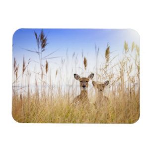 Cutest Baby Animals Two Young White Tailed Deer Magnet