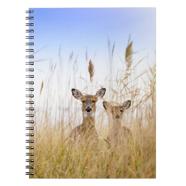 Cutest Baby Animals | Two Young White Tailed Deer Notebook (Front)