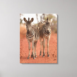 Cutest Baby Animals   Two Young Zebras Canvas Print
