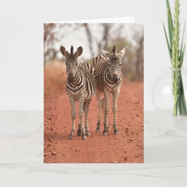 Cutest Baby Animals | Two Young Zebras Card (Front)