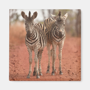 Cutest Baby Animals   Two Young Zebras Magnet