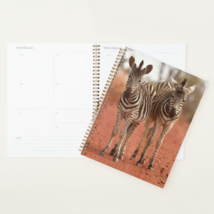 Cutest Baby Animals Two Young Zebras Planner