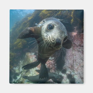Cutest Baby Animals Underwater Cape Fur Seal Magnet