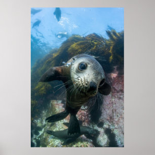 Cutest Baby Animals Underwater Cape Fur Seal Poster