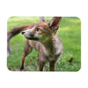 Cutest Baby Animals   Urban Fox Magnet
