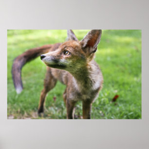 Cutest Baby Animals Urban Fox Poster