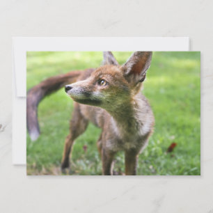 Cutest Baby Animals Urban Fox Thank You Card