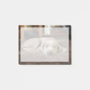 Cutest Baby Animals Weimaraner Puppy Sleeping Post-it Notes