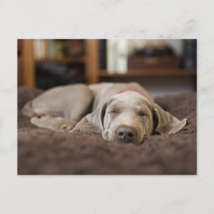 Cutest Baby Animals   Weimaraner Puppy Sleeping Postcard