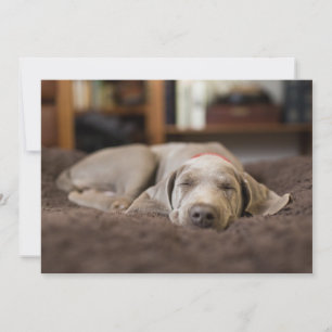 Cutest Baby Animals Weimaraner Puppy Sleeping Thank You Card