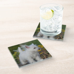Cutest Baby Animals West Highland White Terrier Glass Coaster