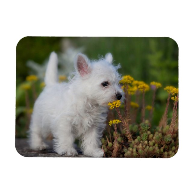 Cutest Baby Animals | West Highland White Terrier Magnet (Horizontal)
