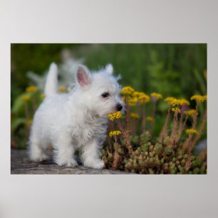 Cutest Baby Animals   West Highland White Terrier Poster