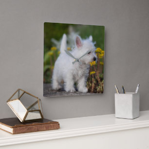 Cutest Baby Animals West Highland White Terrier Square Wall Clock