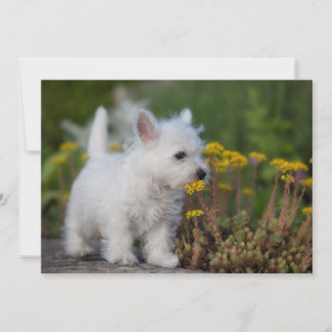 Cutest Baby Animals   West Highland White Terrier Thank You Card