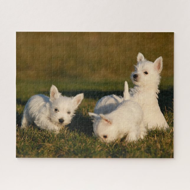 Cutest Baby Animals | West Highland White Terriers Jigsaw Puzzle (Horizontal)
