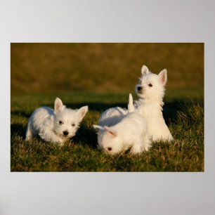 Cutest Baby Animals   West Highland White Terriers Poster