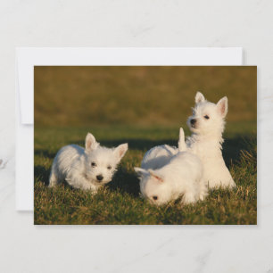 Cutest Baby Animals   West Highland White Terriers Thank You Card