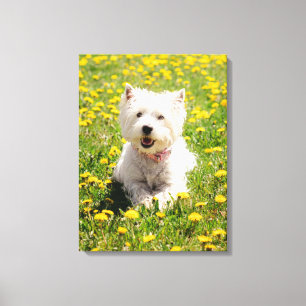 Cutest Baby Animals Westie Dog in Dandelions Canvas Print