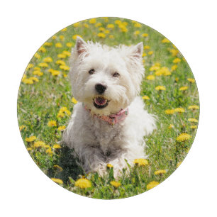 Cutest Baby Animals   Westie Dog in Dandelions Cutting Board