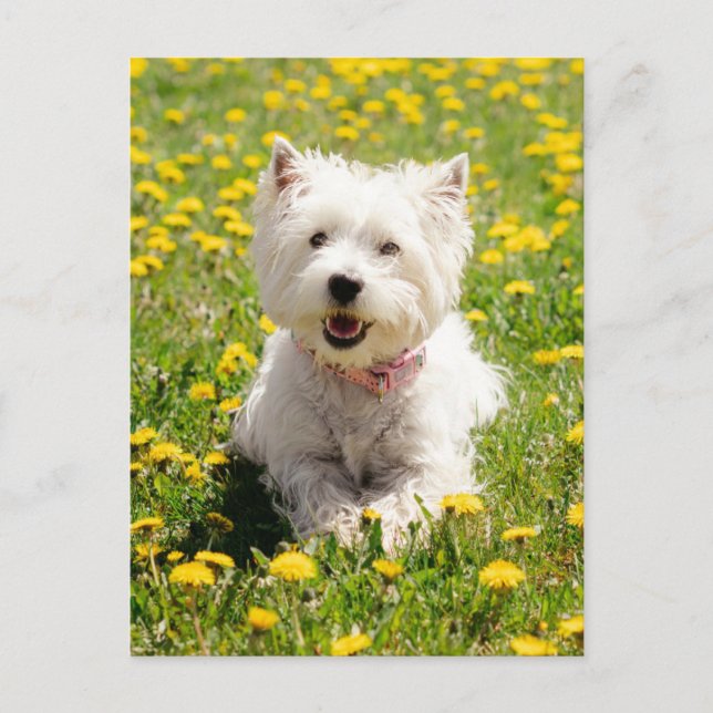 Cutest Baby Animals | Westie Dog in Dandelions Postcard (Front)
